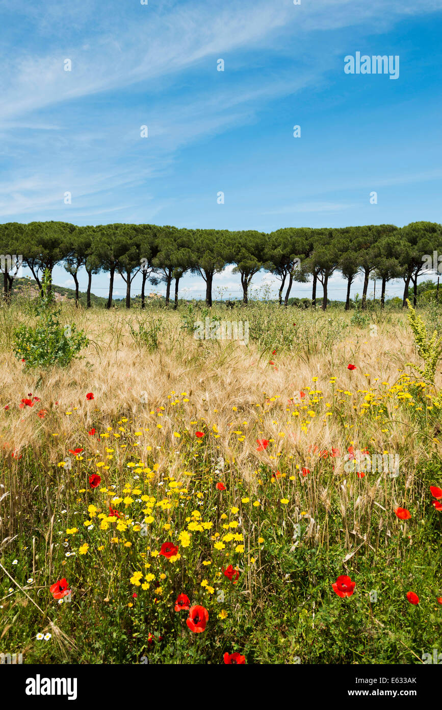 Pine Avenue und Mohn Feld, natürlichen Park der Maremma bei Grosseto, Toskana, Italien Stockfoto