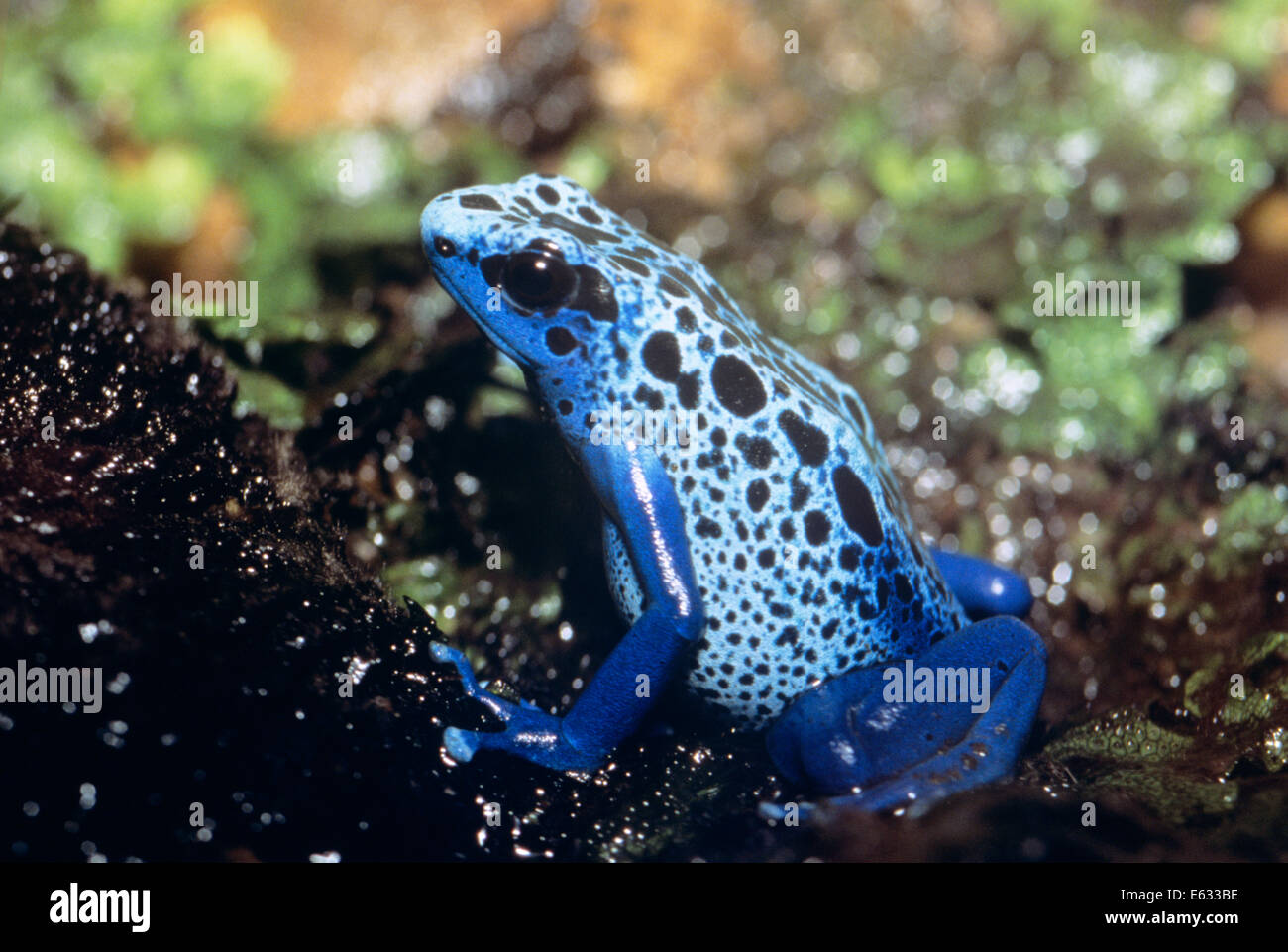 BLUE POISON ARROW FROG Dendrobates Tinctorius "Azureus" Mittel-und Südamerika Stockfoto