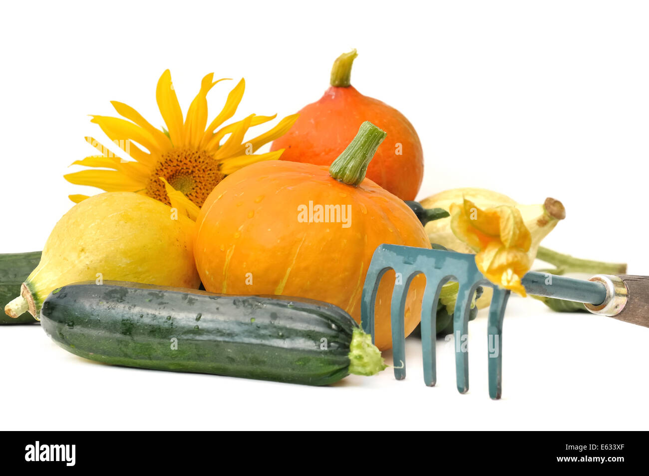 frischer Kürbis und Zucchini mit kleinen Rechen aus Garten auf weißem Hintergrund Stockfoto