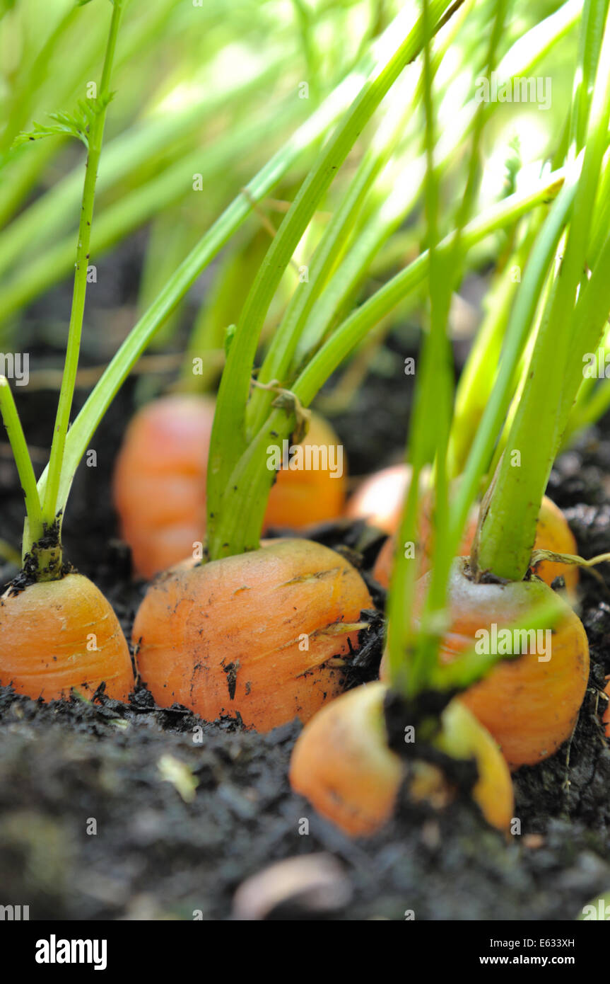 engen Zeile Karotten aus pflanzlichen land Stockfoto