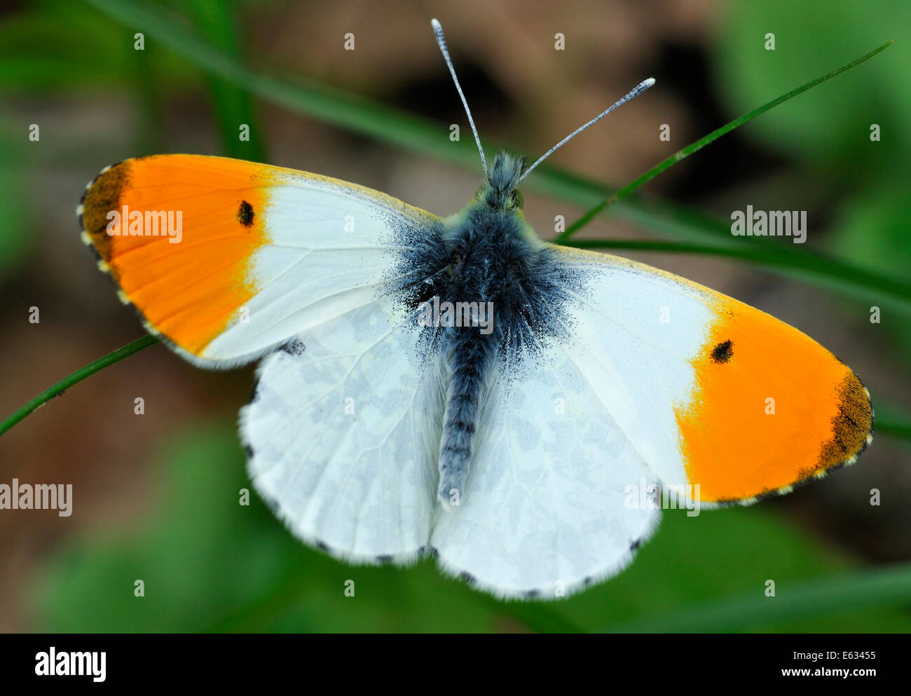 Orange Spitze Schmetterling - Anthocharis Cardamines männlich, Flügel offen Stockfoto