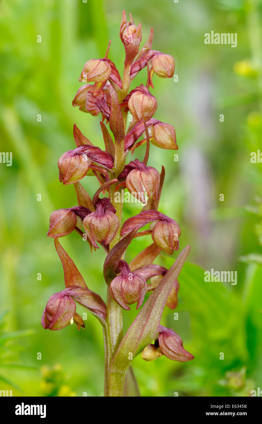 Frog Orchid - Dactylorhiza Viride wachsen auf Machair, äußeren Hebriden Stockfoto