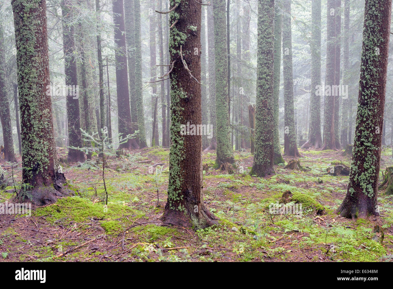 Pinienwald mit Nebel und im Herbst. Stockfoto