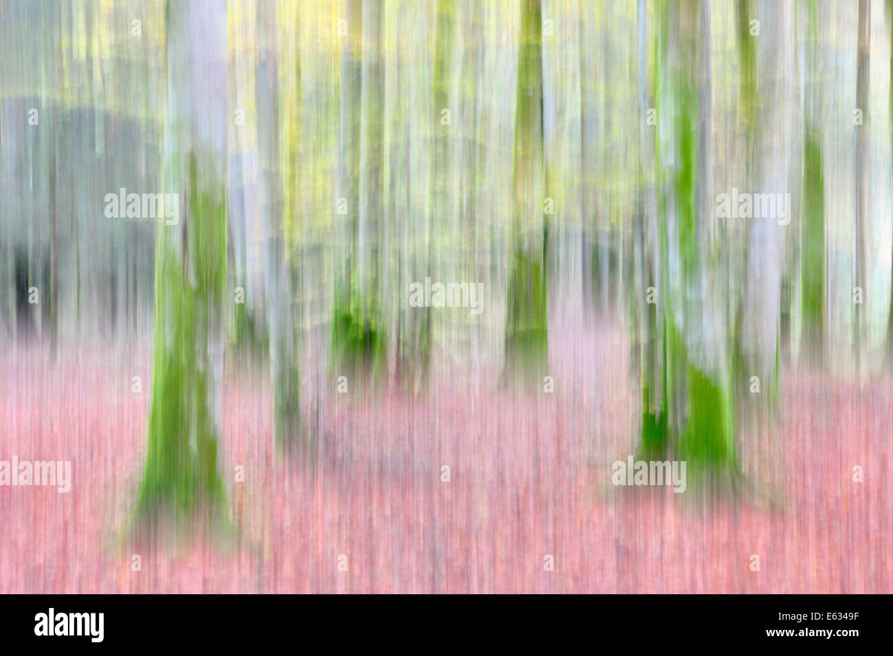 Wald mit Herbstfarben und langsam Shutterspeed und Bewegung. Stockfoto