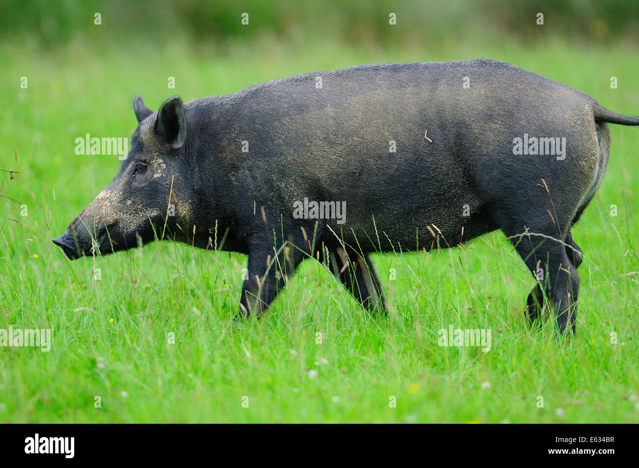 Weibliches Wildschwein im Feld Stockfoto