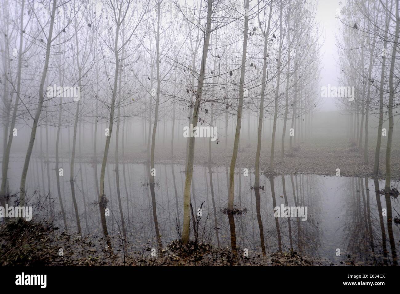 Luzzara (Reggio Emilia), Pappelholz und überfluteten Schwemmland Stockfoto