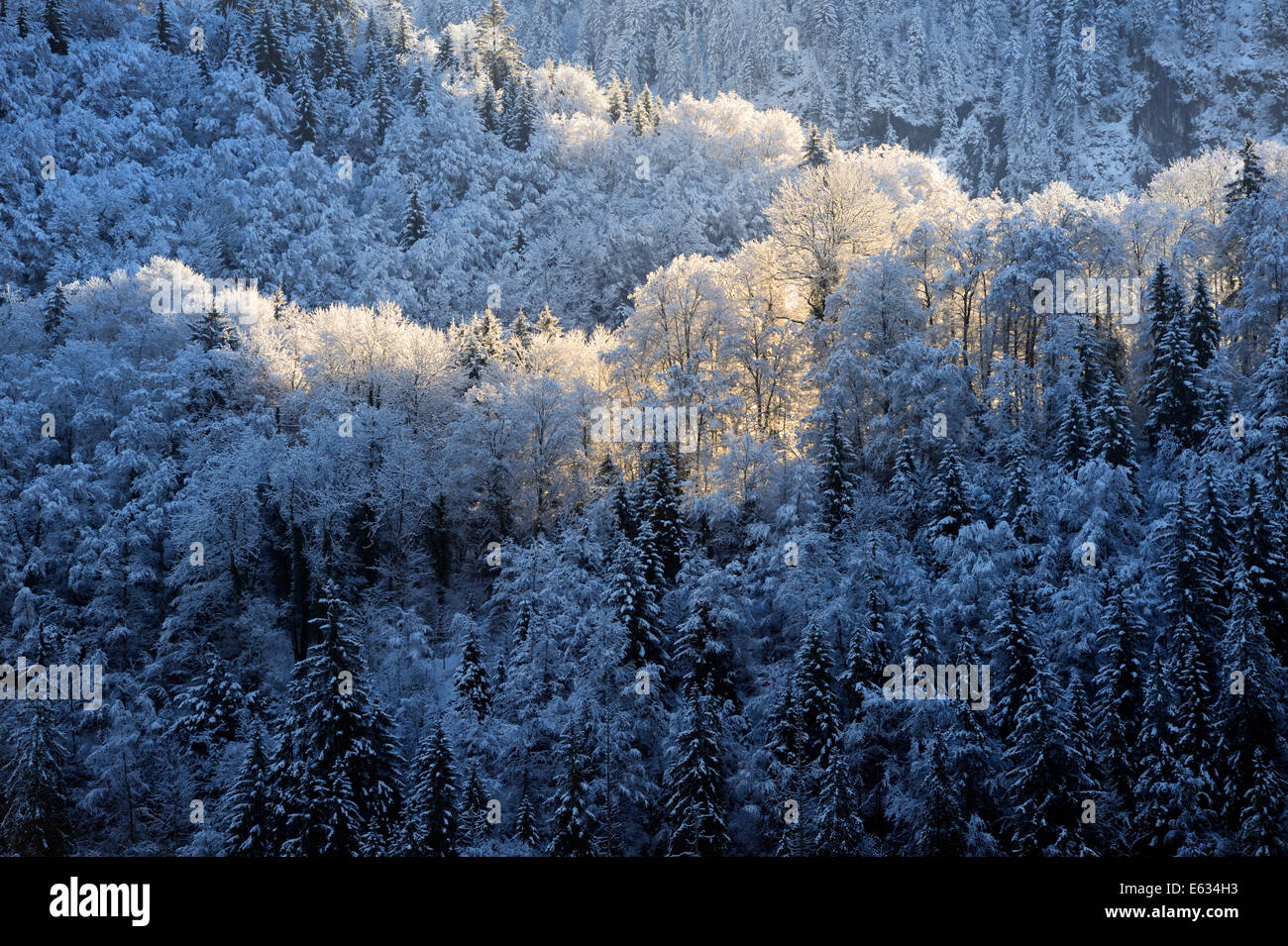 Sehen Sie auf einem verschneiten Kiefernwald auf einem Berghang mit Hintergrundbeleuchtung und Sonnenaufgang. Stockfoto