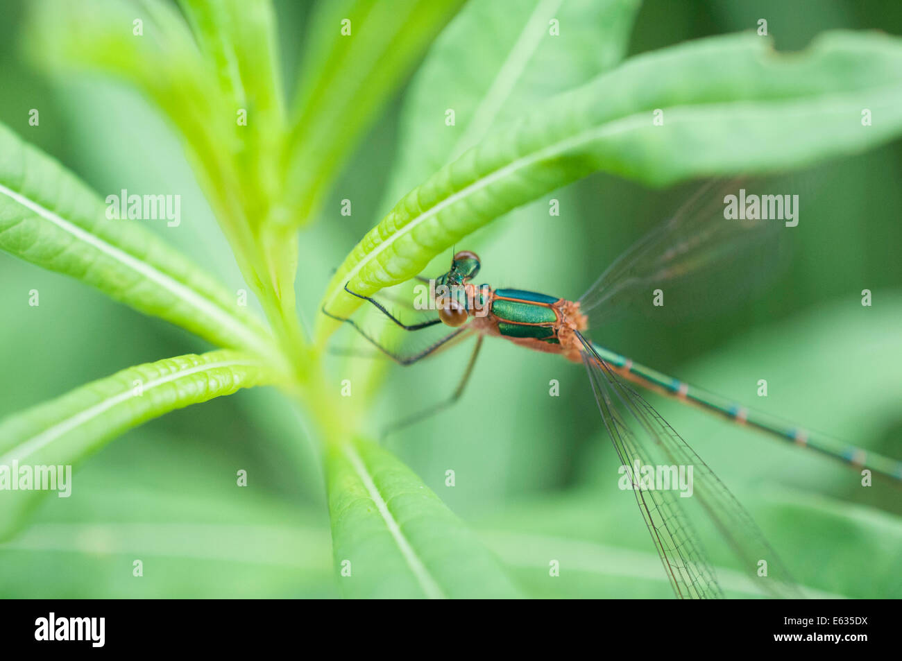 Ein Emerald Damselfly im Whixall Moos in Shropshire. Stockfoto