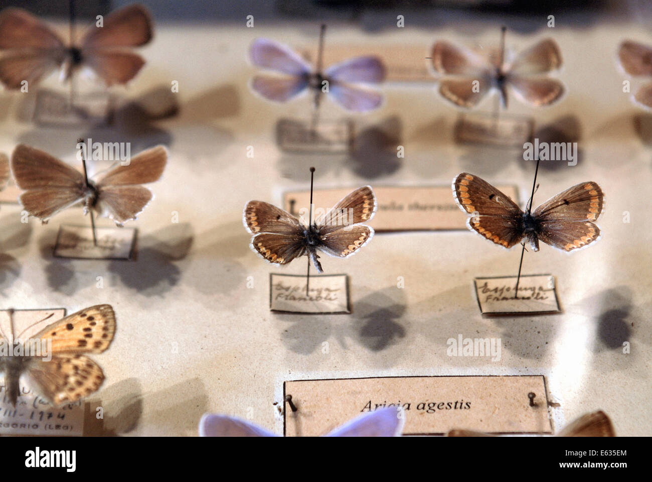 Sammlung von Schmetterling Muster Stockfoto