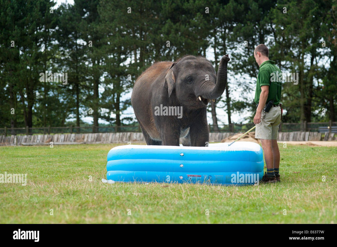 Baby Elefant Whipsnade Zoo Stockfotos und -bilder Kaufen - Alamy