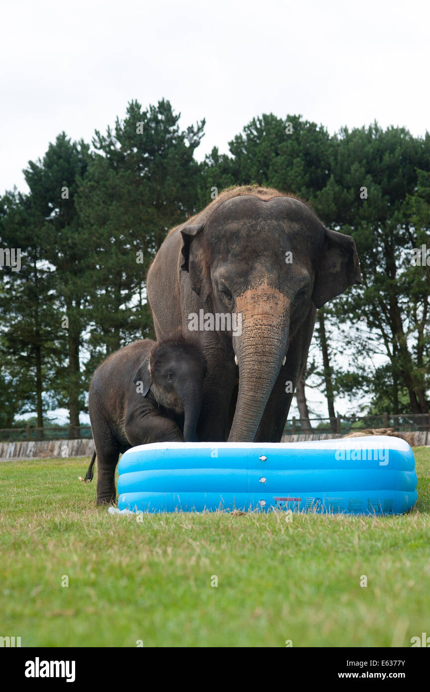 Dunstable, Bedfordshire, UK. 13. August 2014. Elefanten in einem Planschbecken Whipsnade Zoo L-r: Max und Mya spielen untersuchen den Pool Credit: Andrew Walmsley/Alamy Live News Stockfoto