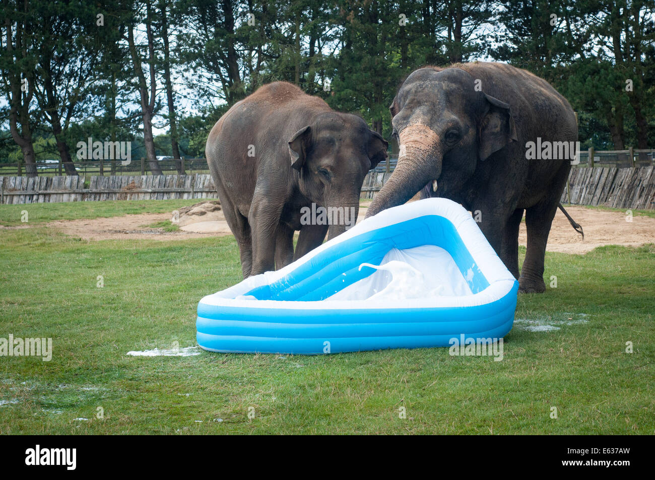 Dunstable, Bedfordshire, UK. 13. August 2014. Elefanten spielen in einem Planschbecken in Whipsnade Zoo Mya (rechts) zerstört den Pool Credit: Andrew Walmsley/Alamy Live News Stockfoto