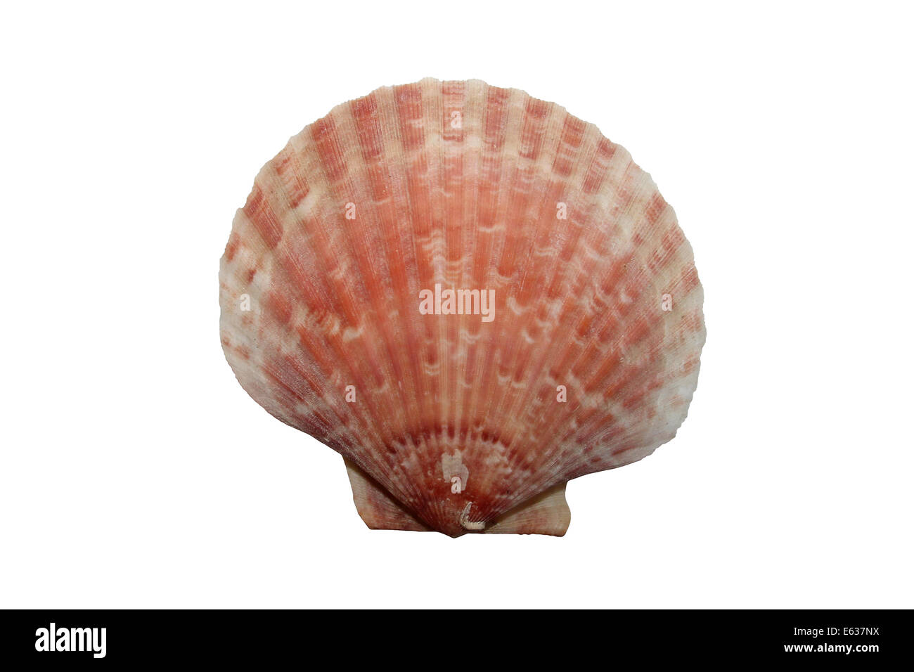 Königin Jakobsmuschel Aequipecten opercularis Stockfoto