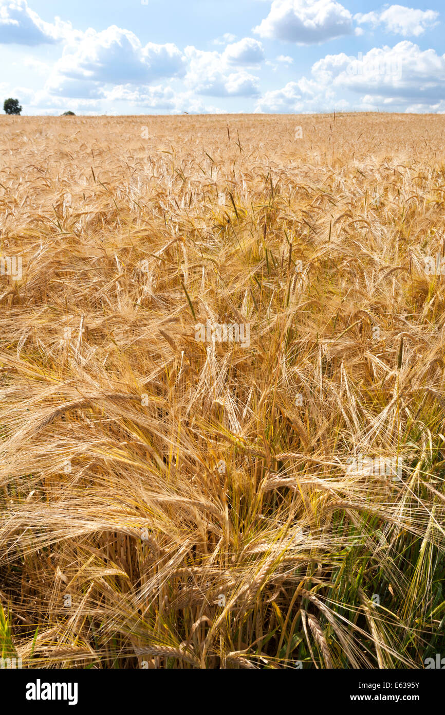 Ein Bereich der Gerste, die Reifung in den Cotswolds in der Nähe von Guiting Power, Gloucestershire UK Stockfoto