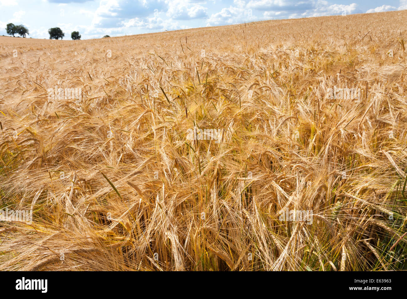 Ein Bereich der Gerste, die Reifung in den Cotswolds in der Nähe von Guiting Power, Gloucestershire UK Stockfoto