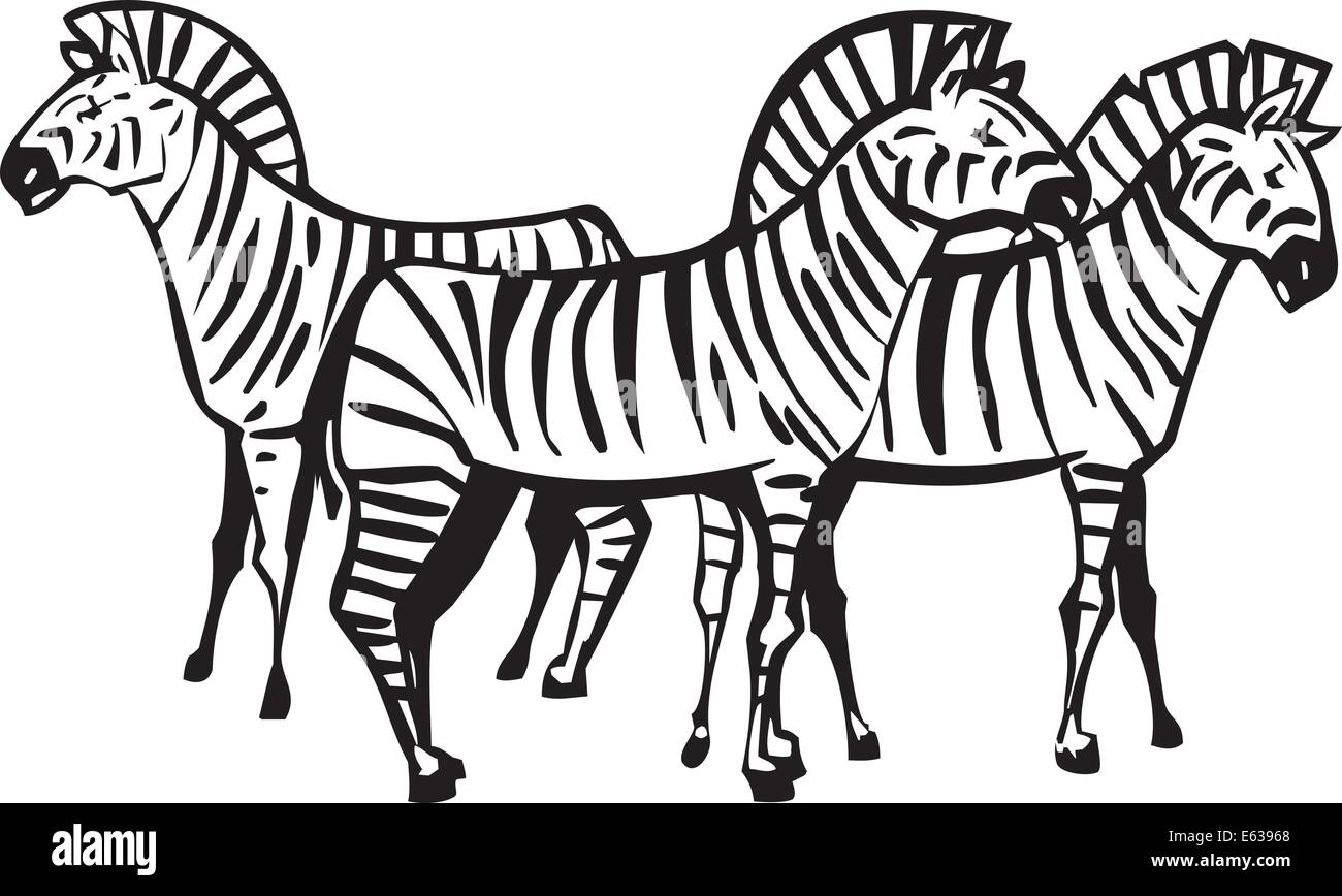 Drei afrikanische Zebras gruppiert in einer Herde Stock Vektor