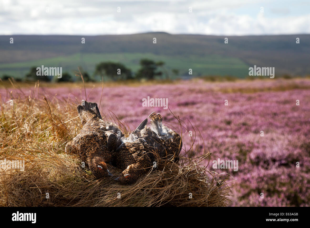 Witton in der Nähe von Melmerby, Coverdale Grouse Mauren im Hochland des Nordens Pennine Yorkshire Dales. UK am 13. August 2014. UK Wetter. Heather in Blume hellen sonnigen Perioden über Coverdale violette Heidelandschaft wie der 2. Tag des Moorhuhn schießen Saison, die am 12. August eröffnet, erhält unterwegs. Stockfoto