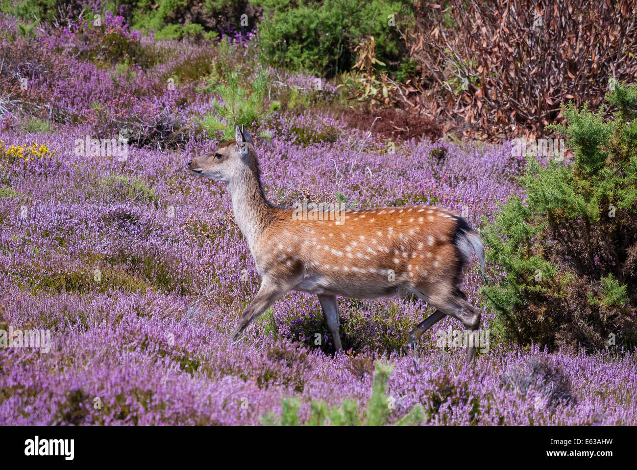 Sika Deer (weiblich) in Heather im Arne Naturschutzgebiet, Dorset, England, Großbritannien Stockfoto