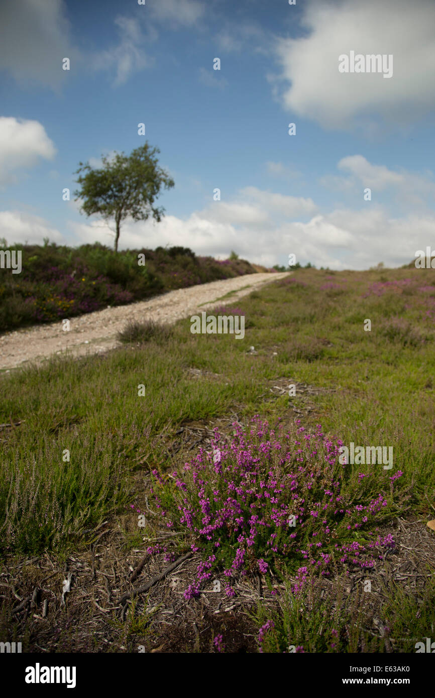 Blühende Heide, Dunwich Heath, Suffolk, England Stockfoto