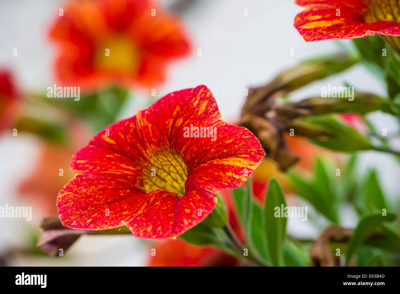 Eine lebendige rote und gelbe Petunia Million Bells Blume vor einem angenehm verschwommenen grün, Blumen und weißen Hintergrund Stockfoto