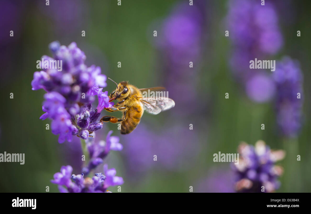 Eine Honigbiene ruht auf einem Stiel von Lavendel, die Gewinnung von Nektar mit durchsichtigen Flügeln und goldenen Körper mit Haaren deutlich zu sehen Stockfoto