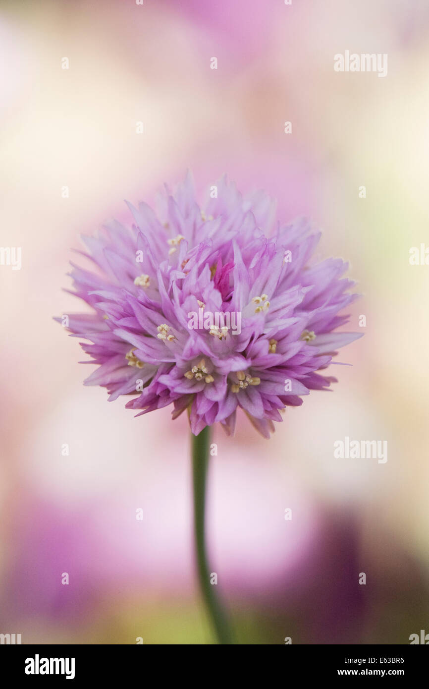Allium Umbilicatum Blumen wachsen in einer geschützten Umgebung. Stockfoto