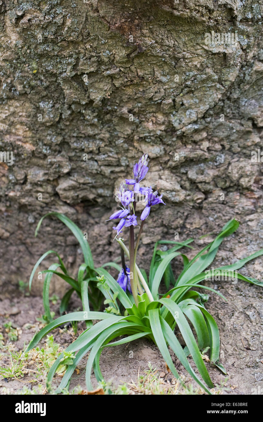 Hyacinthoides non Scripta. Englische Bluebell Blume eingebettet in die Basis eines Baumes. Stockfoto