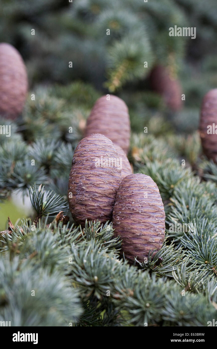 Cedrus Atlantica Tannenzapfen. Atlas-Zeder. Stockfoto