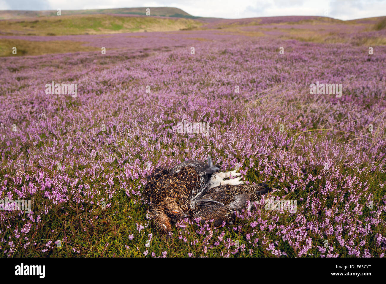 Witton in der Nähe von Melmerby, Coverdale Grouse Mauren im Hochland des Nordens Pennine Yorkshire Dales. UK am 13. August 2014. UK Wetter. Ling Heather in Blume hellen sonnigen Perioden über Coverdale violette Heidelandschaft wie der 2. Tag des Moorhuhn schießen Saison, die am 12. August eröffnet, erhält unterwegs. Stockfoto