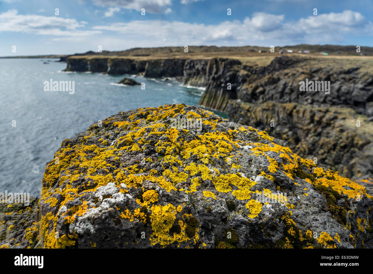 Flechten auf den Felsen, Küste in Arnarstapi, Snaefellsnes Halbinsel, Island Stockfoto