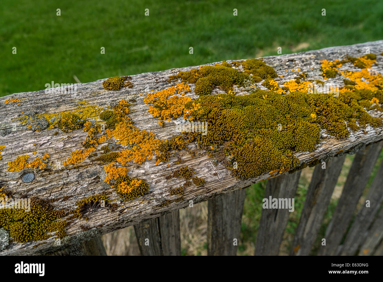 Flechten und Moos auf einen hölzernen Zaun, Snaefellsnes Halbinsel, Island Stockfoto