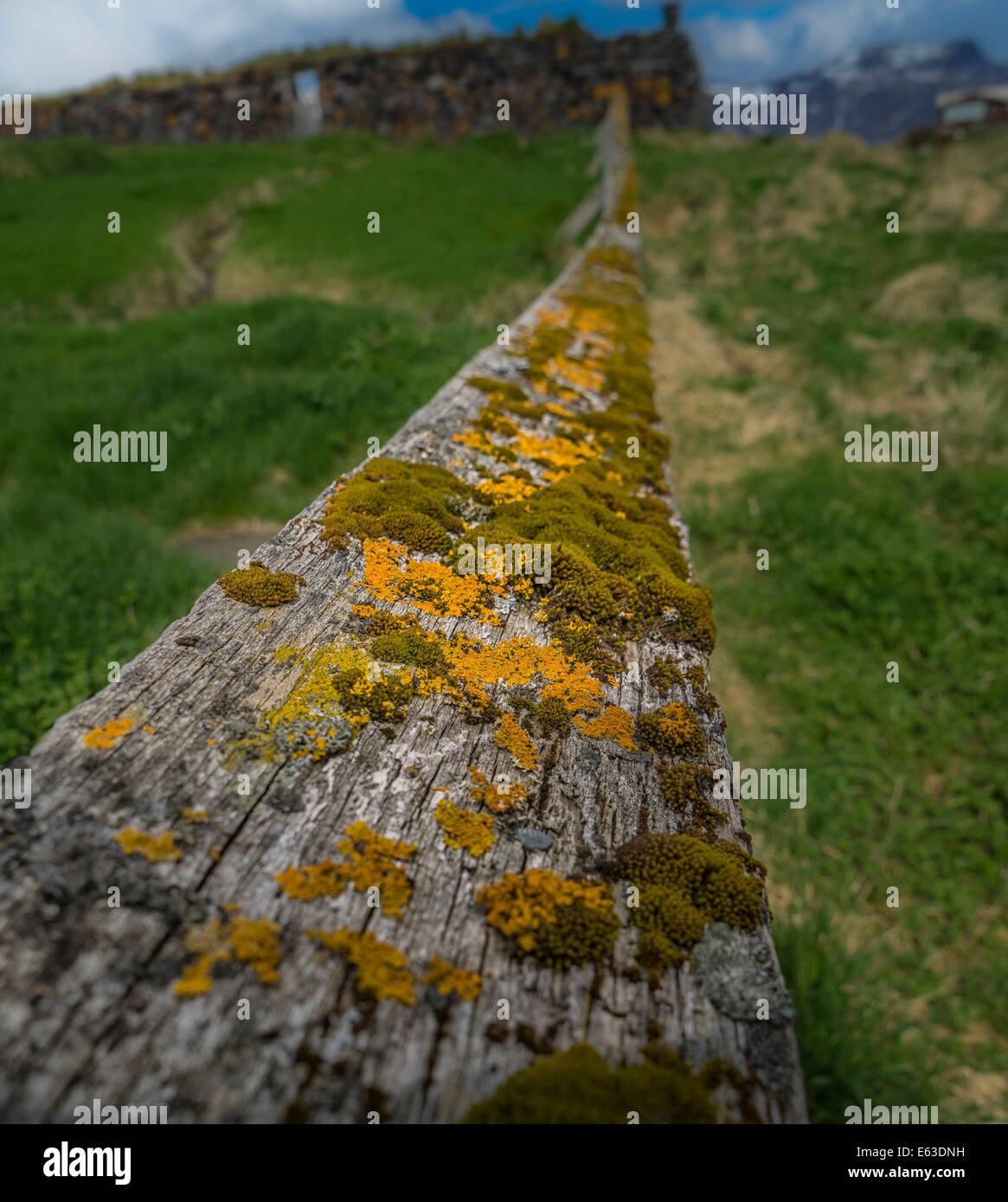 Flechten und Moos auf einen hölzernen Zaun, Snaefellsnes Halbinsel, Island Stockfoto