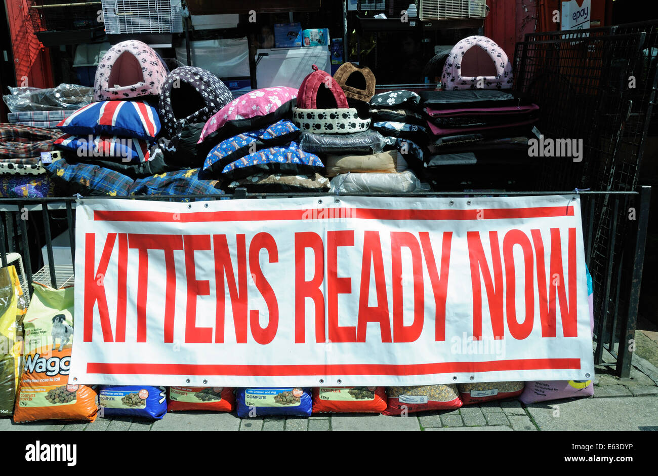 Kätzchen bereit jetzt Banner Schild draußen verwöhnen Haustiere Haustier Shop auf hatten Road, London Borough of Islington, England Großbritannien UK Stockfoto