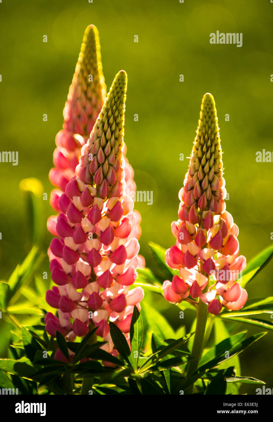 Blüten, Nahaufnahme der Hintergrundbeleuchtung rosa Lupine Blumen bei Sonnenuntergang, USA Stockfoto