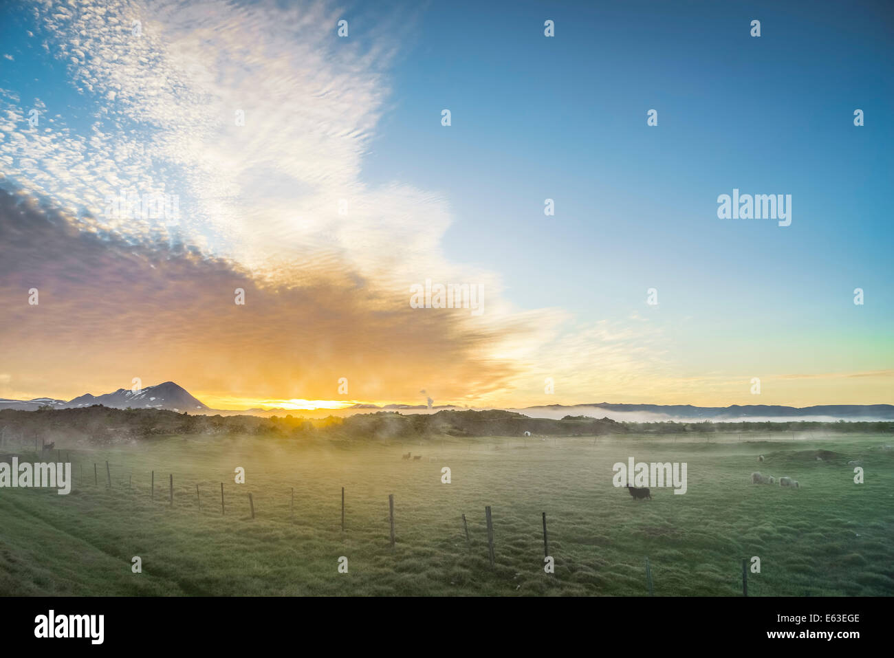 Mitternachtssonne. Sonnenuntergang und nebligen Landschaft über Ackerland, Schafe weiden, Bereich von See Mvatn, Nordisland Stockfoto