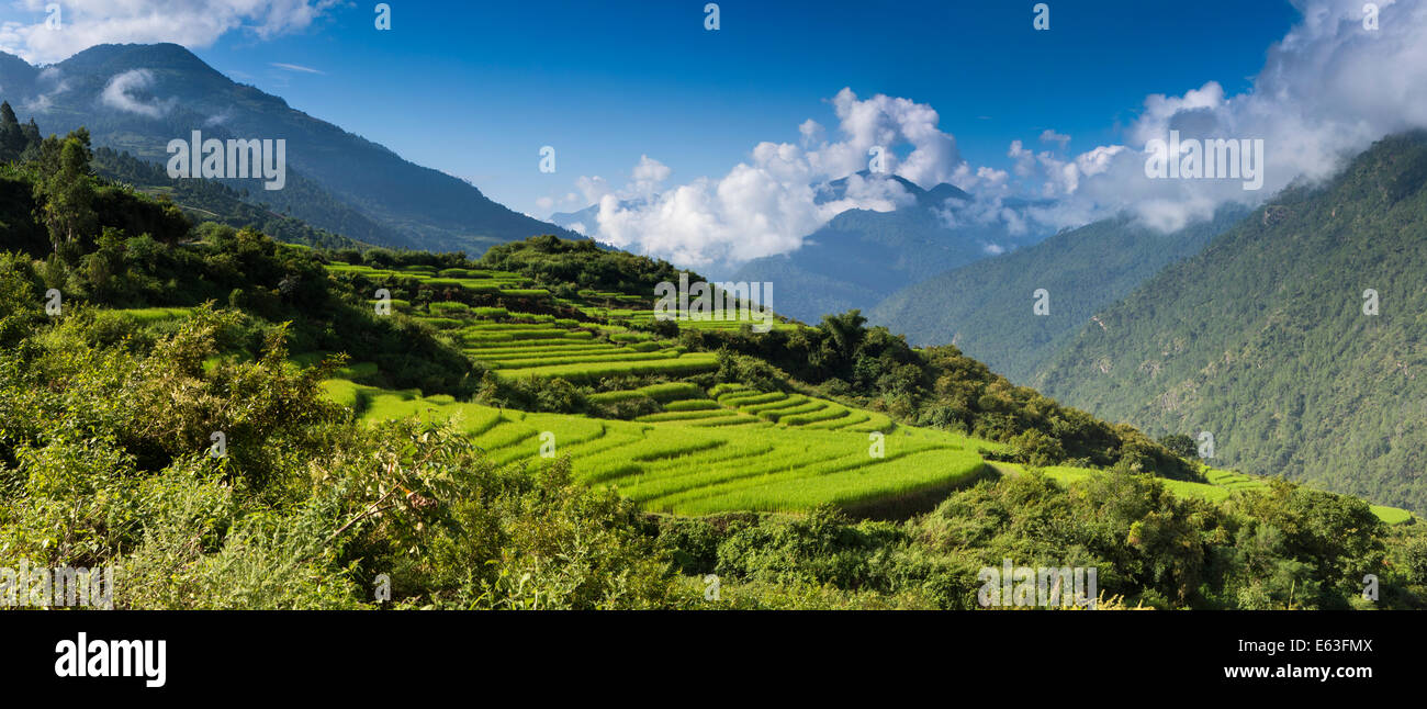 Großer Höhe Ost Bhutan, Mongar, Landwirtschaft, Reisterrassen auf Seite des Hügels, Panorama Stockfoto