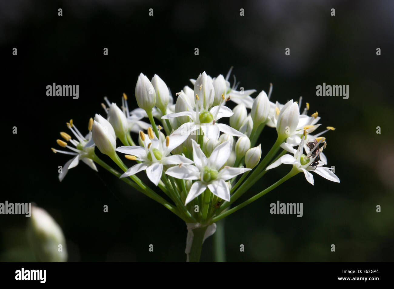 Knoblauch-Schnittlauch Blumen Stockfoto