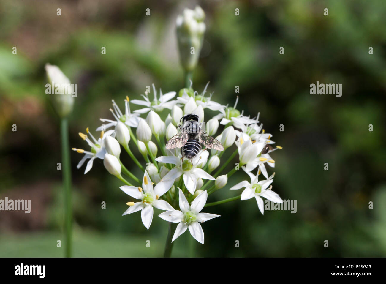 Weiße Biene auf Knoblauch Schnittlauch Blumen Stockfoto