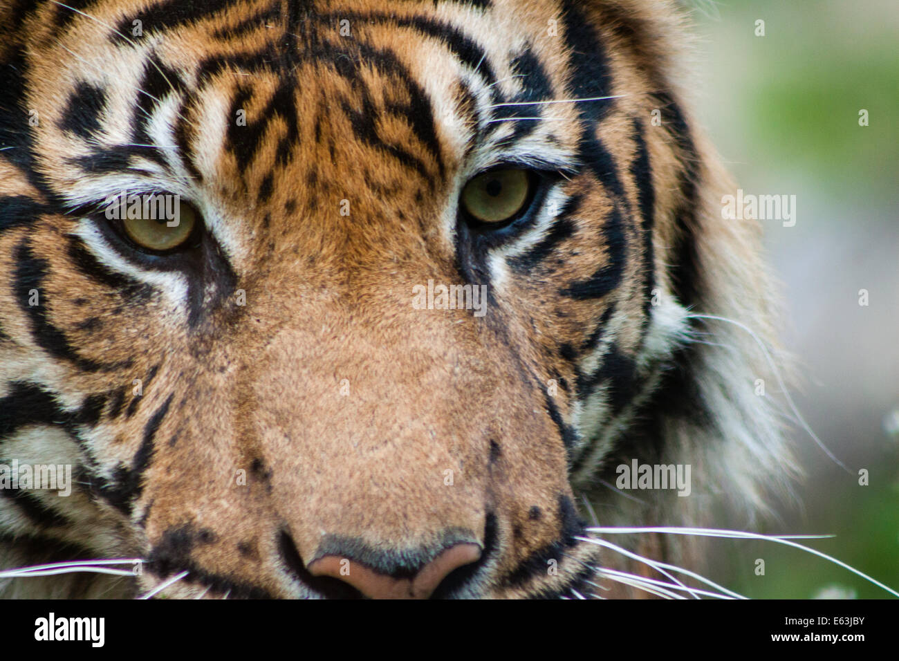 Tiger Kopf closeup Stockfoto
