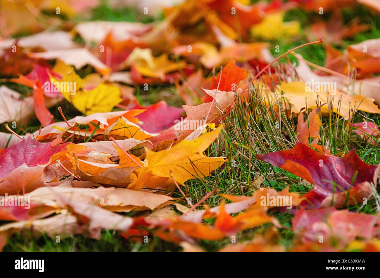 Bunte Herbstblätter Natur Hintergrund Stockfoto