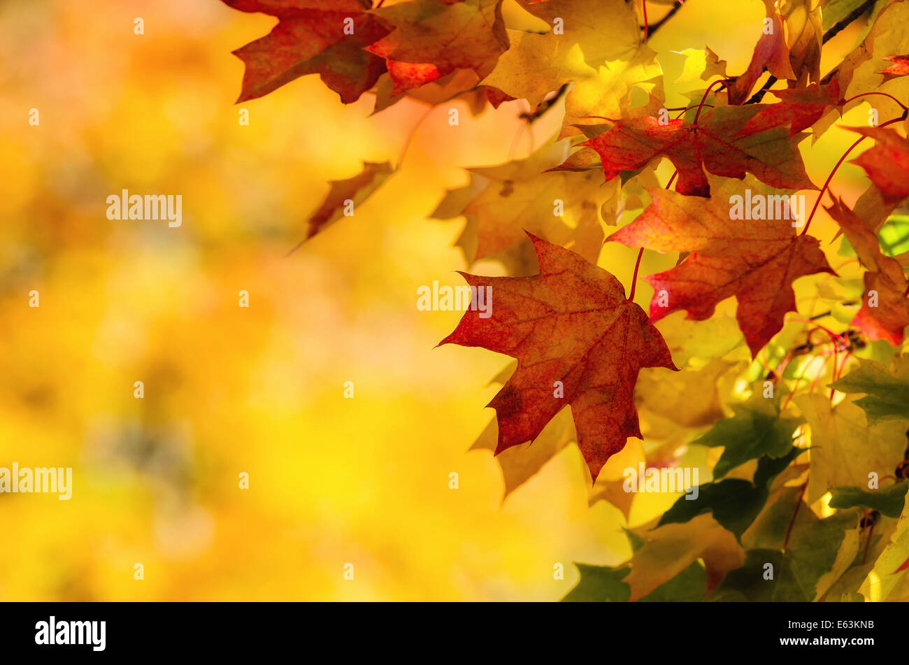 Bunte Ahornblätter herbstliche auf einem Ast. Gelbes Herbstlaub Hintergrund mit Textfreiraum. Stockfoto