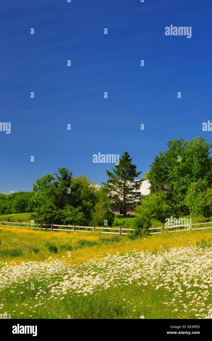 Wildblumen-Bereich, Bar Harbor, Maine, USA Stockfoto