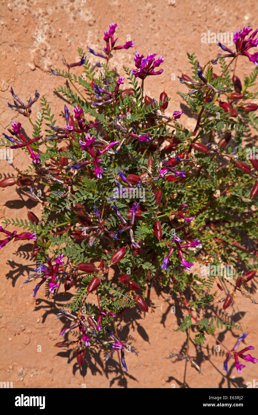 Milkvetch Wüste Wildblumen (Astragalus sp), Goblin Valley State Park, San Rafael Wüste, Utah, USA Stockfoto