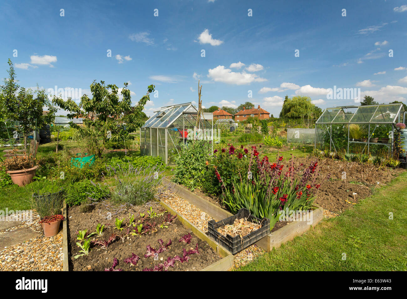 Kleingärten in Walsham-Le-Willows, Suffolk, UK Stockfoto