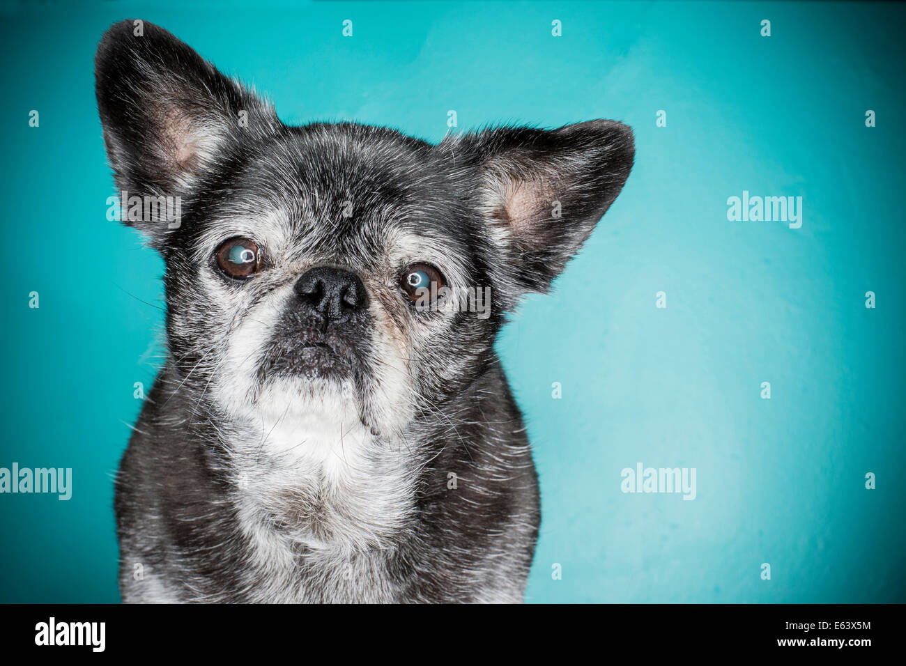 Eine alte graue Haare Hund, Mops Hund, mit einem Ring Flash-Stroboskop vor einem blauen Hintergrund beleuchtet Stockfoto