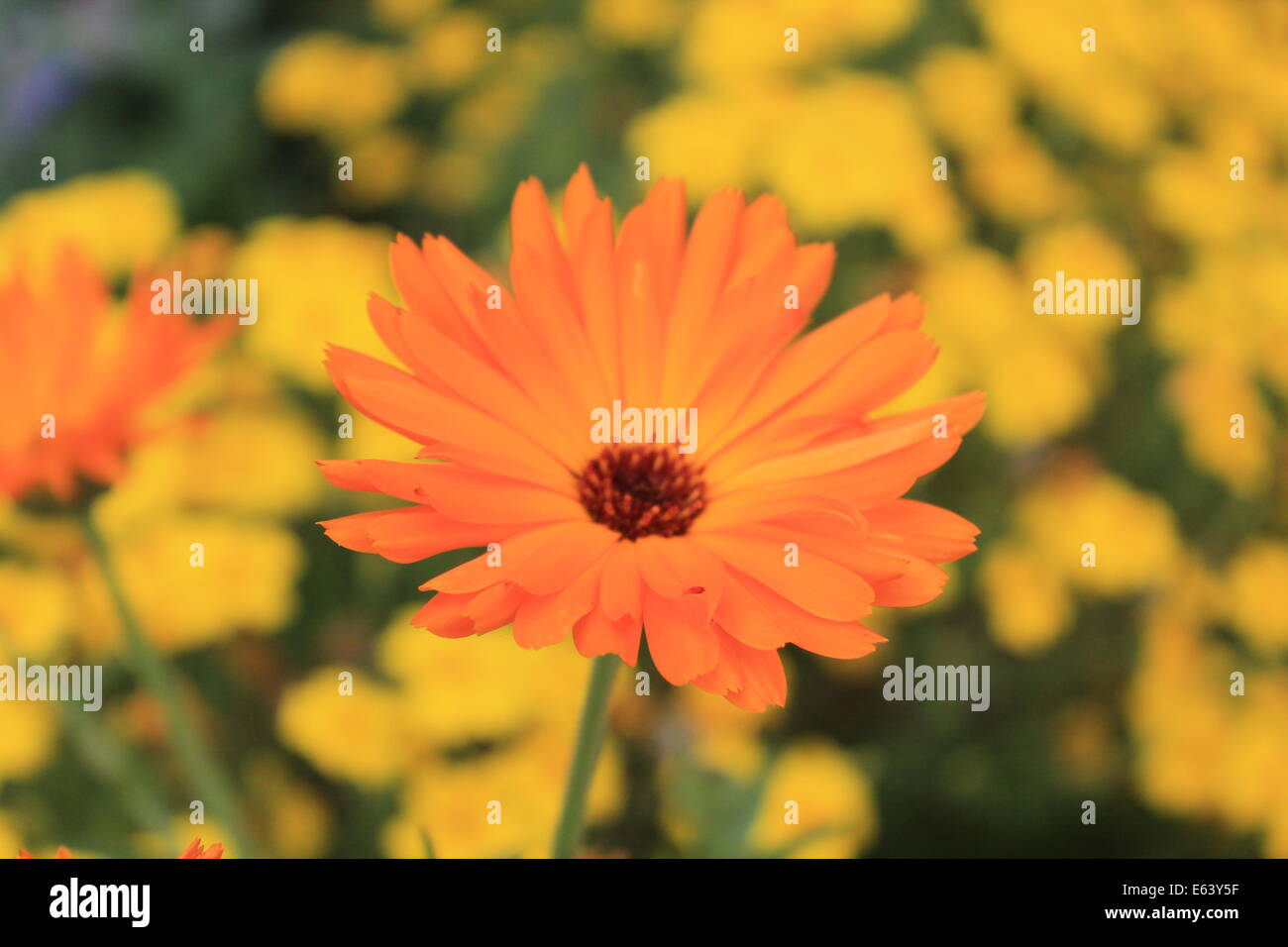 Eine orangefarbene Blume der englischen Ringelblume gegen ein Feld von Butterblumen Stockfoto