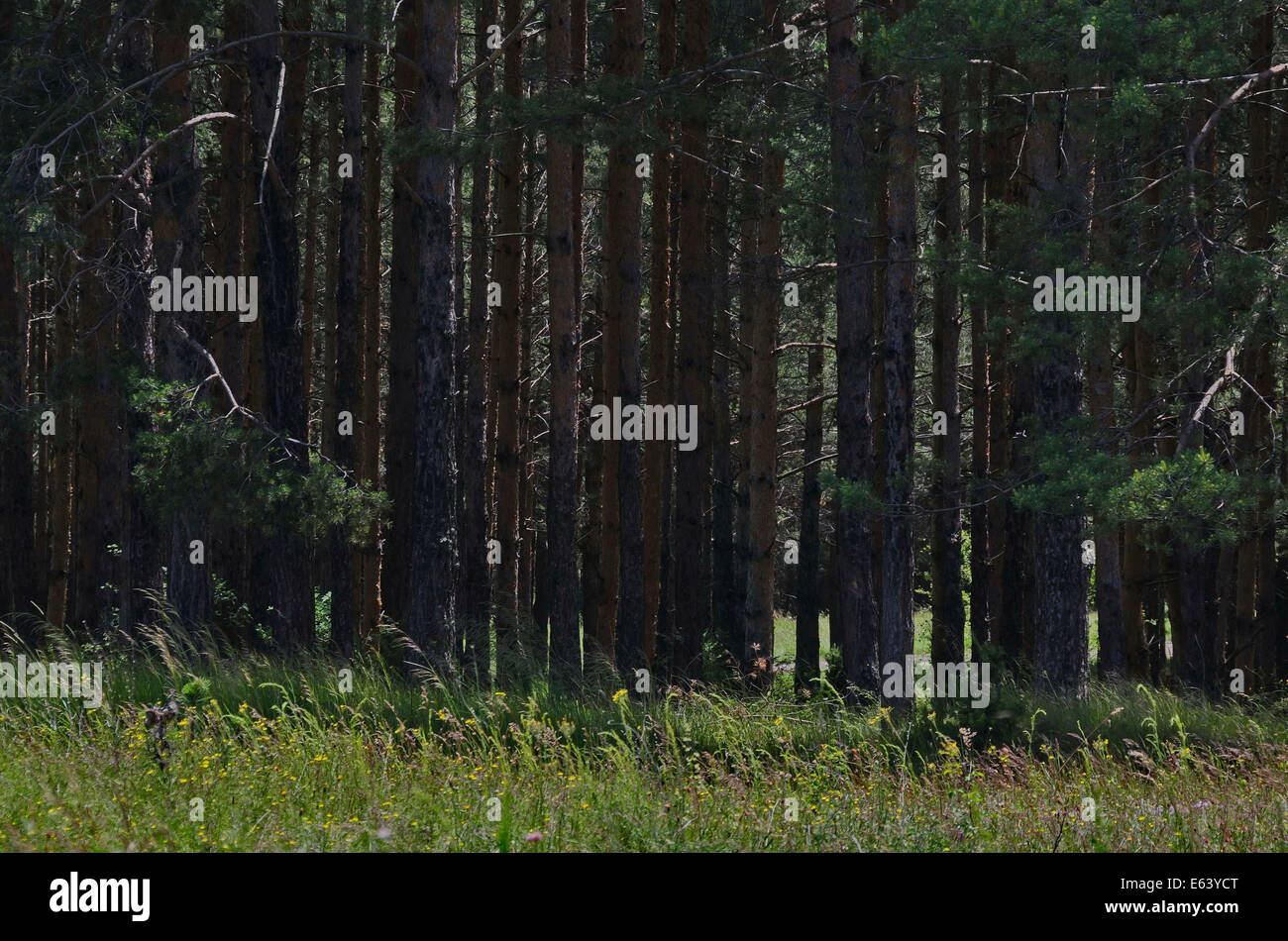 Nadelwald mit Blumenfeld vorne am Bergsommer Plana, Bulgarien Stockfoto