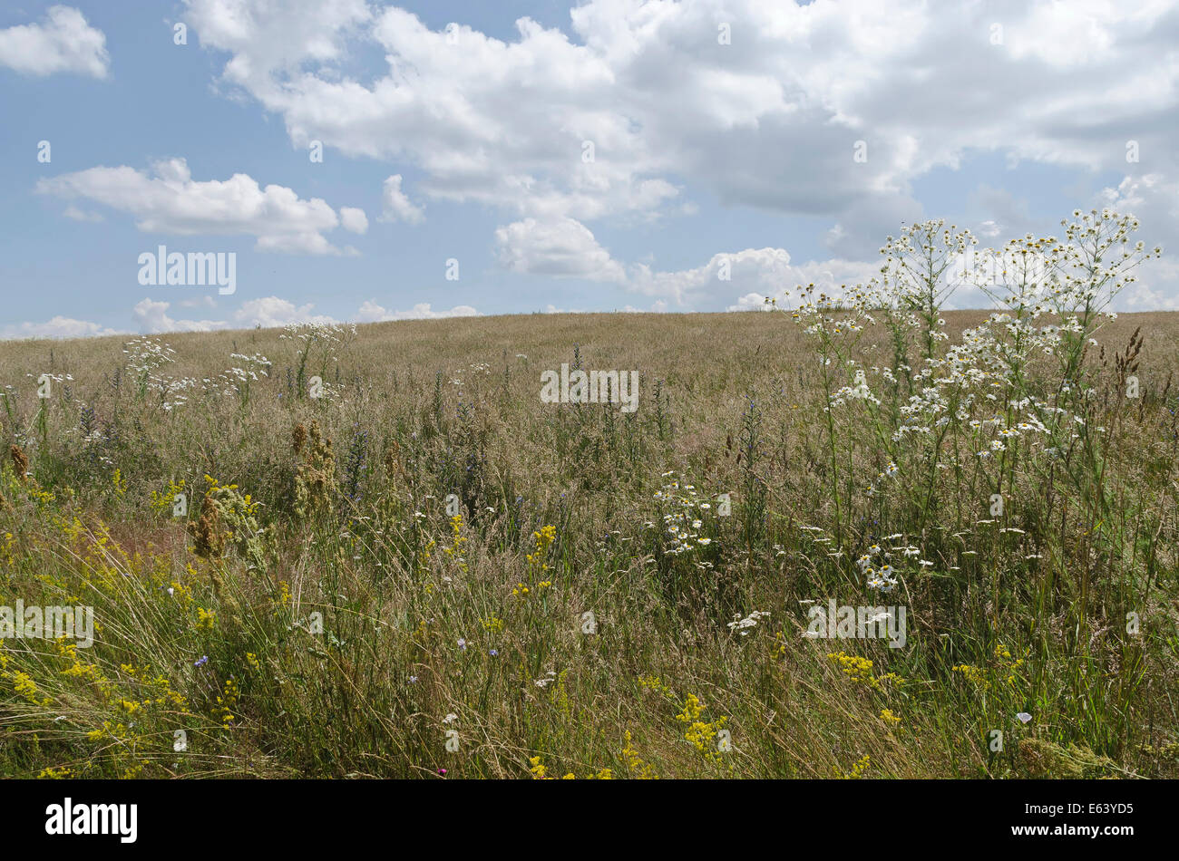 Schöne Blumen Landschaft am Plana Berg, Bulgarien Stockfoto