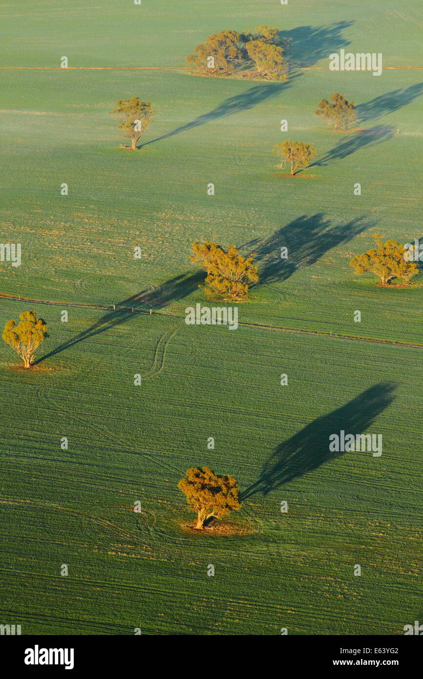 Mehrere Bäume werfen einen Schatten auf eine Ernte von Weizen, betrachtet aus einem Heißluftballon in der Nähe von Northam, Avon Valley, Western Australia. Stockfoto