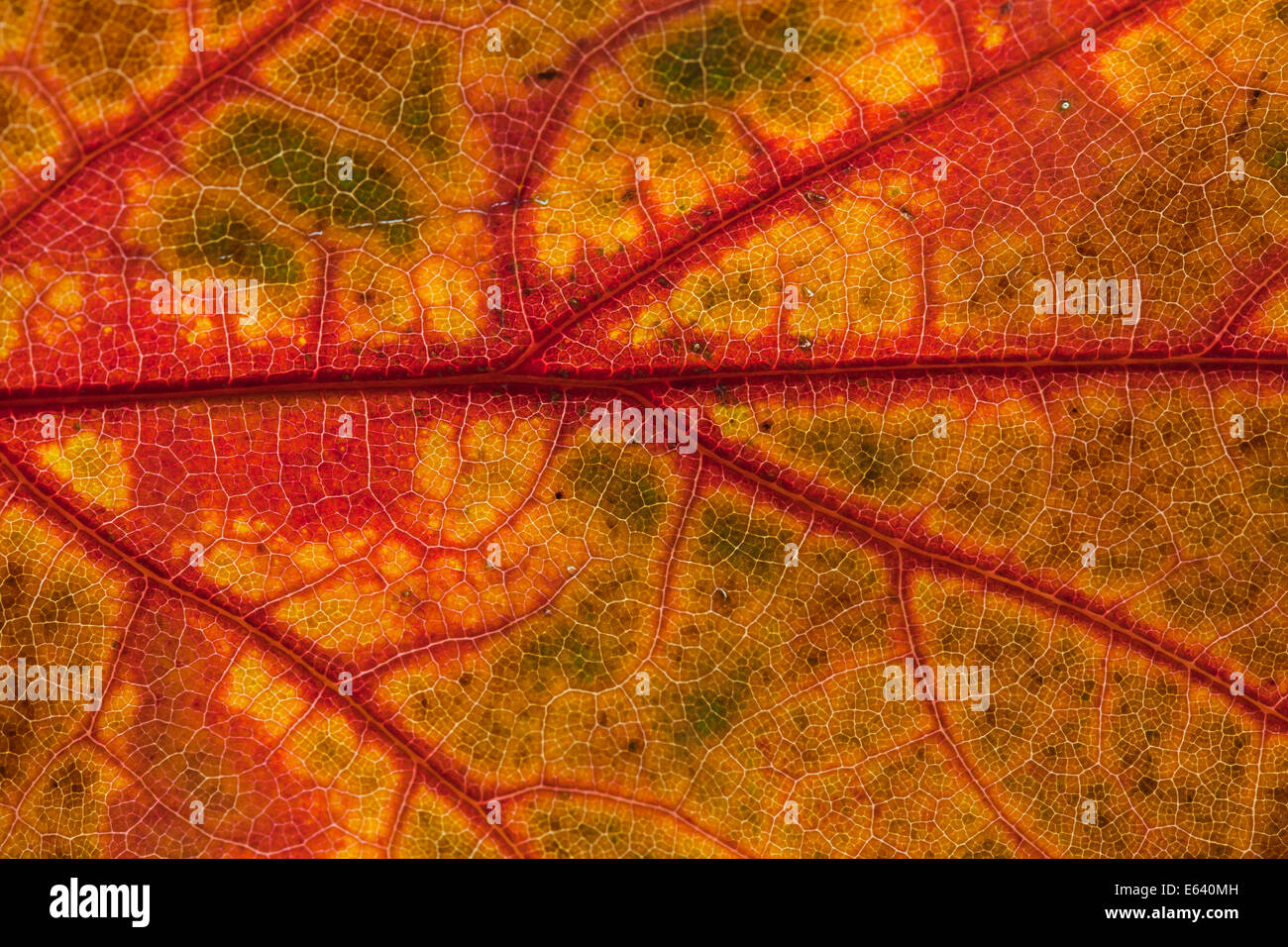 Amerikanische Rot-Eiche (Quercus Rubra), close-up des Blattes in Herbstfarben zeigt Äderungen. Nord-Amerika Stockfoto